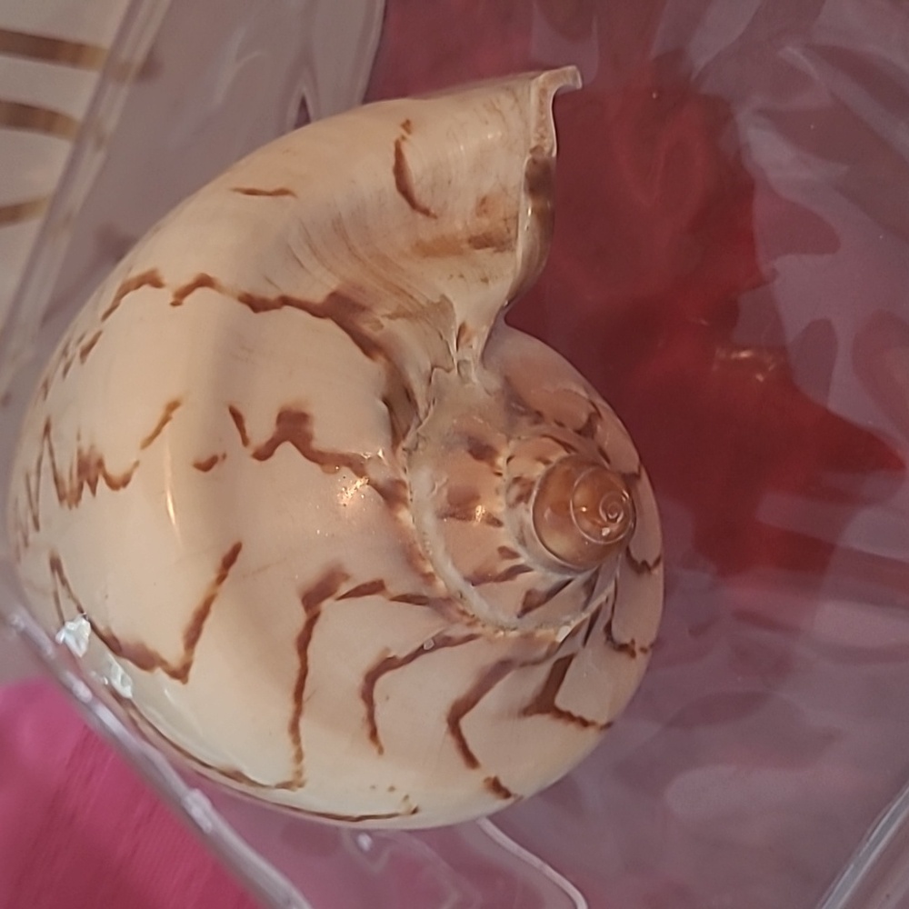 Seashells - Picture 5 of 6